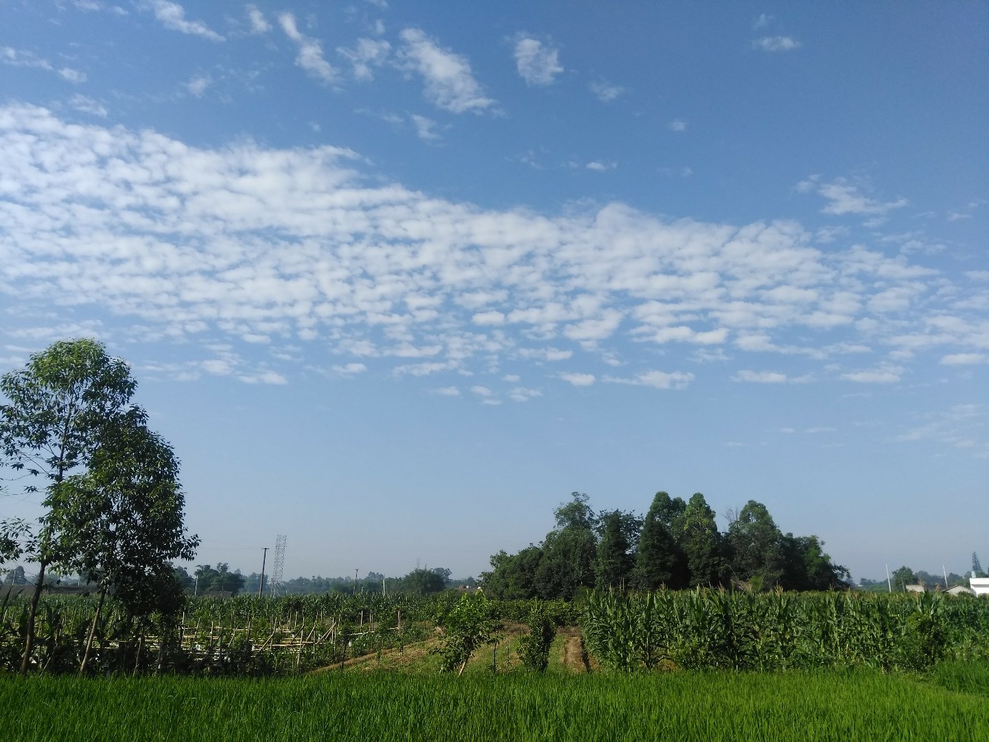 鸣凤村最新天气预报