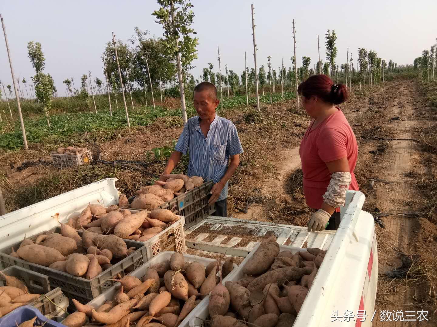 阳信县农业农村局最新人事任命，塑造未来农业发展的新篇章